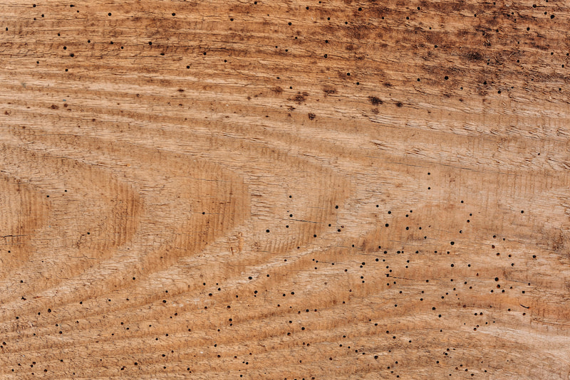 Древесина, зараженная жуком-древоточцем Пораженная древоточцем древесина